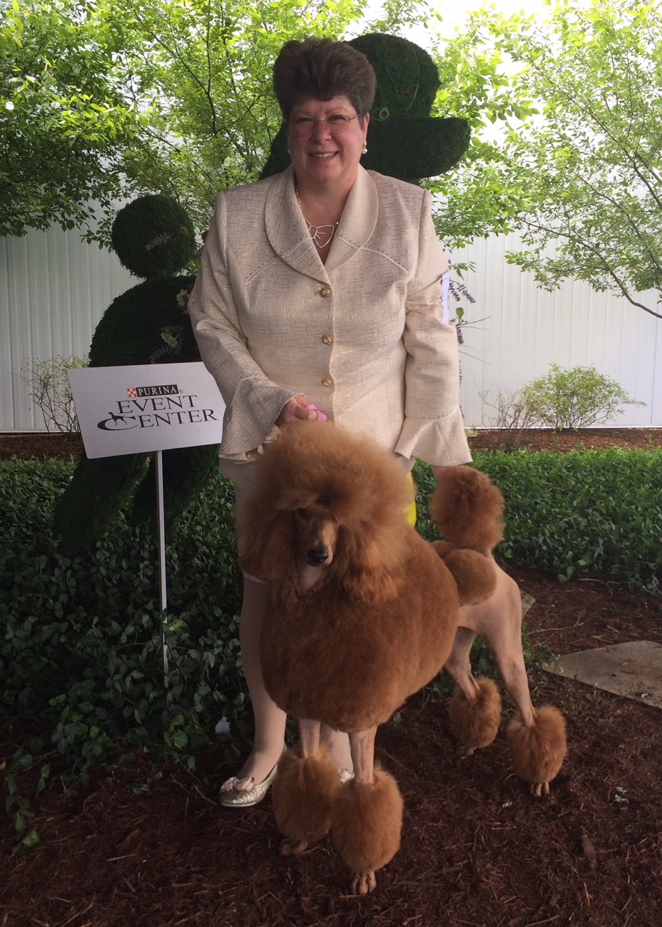 AKC History Making Red Champion Toy, Miniature and Standard Poodles.